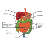 Biology Chapter 6 - The Mammalian Digestive System